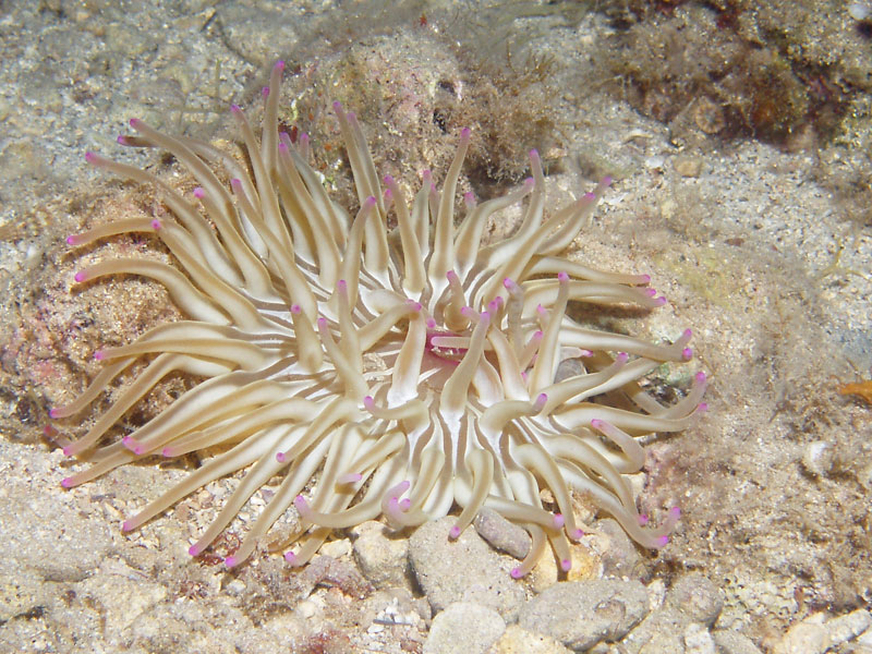 condylactis aurantiaca - ukwiał złoty