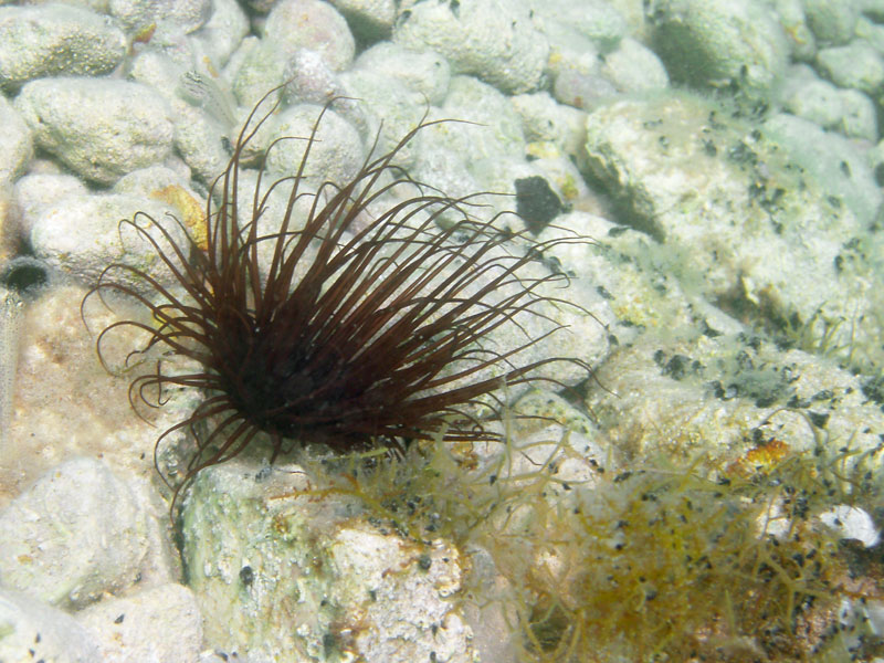 cerianthus membranacea lub membranaceus