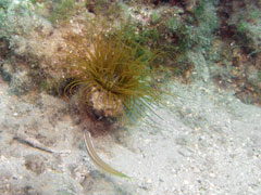 cerianthus membranacea lub membranaceus