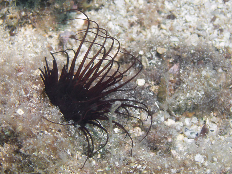 cerianthus membranacea lub membranaceus