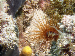 cerianthus membranacea lub membranaceus