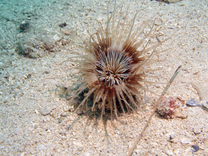 cerianthus membranacea lub membranaceus