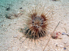 cerianthus membranacea lub membranaceus