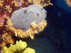 parazoanthus axinellae