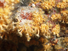 parazoanthus axinellae