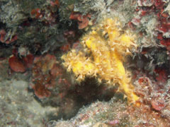 parazoanthus axinellae