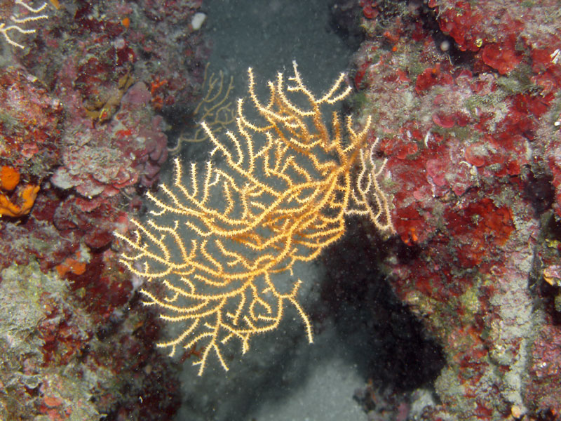 eunicella cavolinii