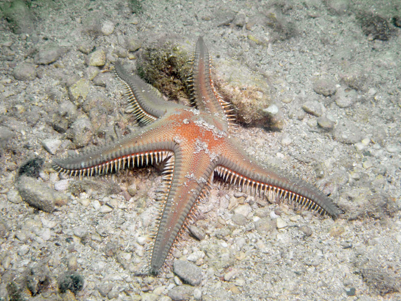 astropecten aranciacus