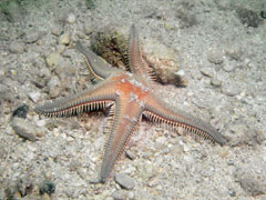 astropecten aranciacus