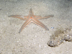 astropecten aranciacus