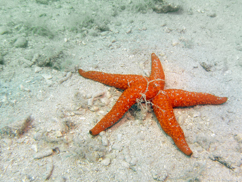 echinaster sepositus - rozgwiazda śródziemnomorska