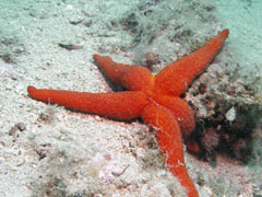 echinaster sepositus