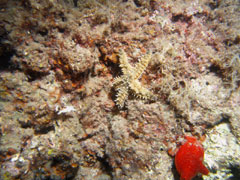 marthasterias glacialis
