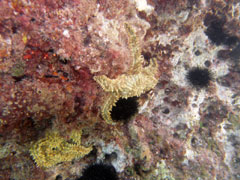 marthasterias glacialis