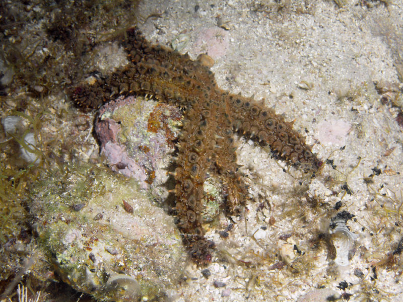marthasterias glacialis