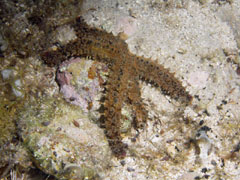 marthasterias glacialis