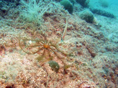 antedon mediterranea