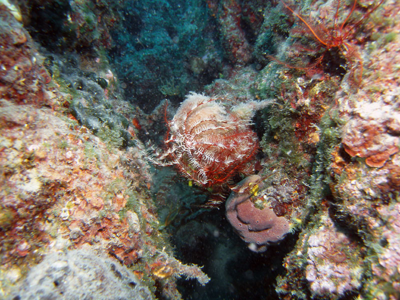 antedon mediterranea