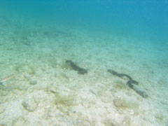 holothuria forskali - morski ogórek