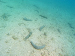 holothuria forskali - morski ogórek