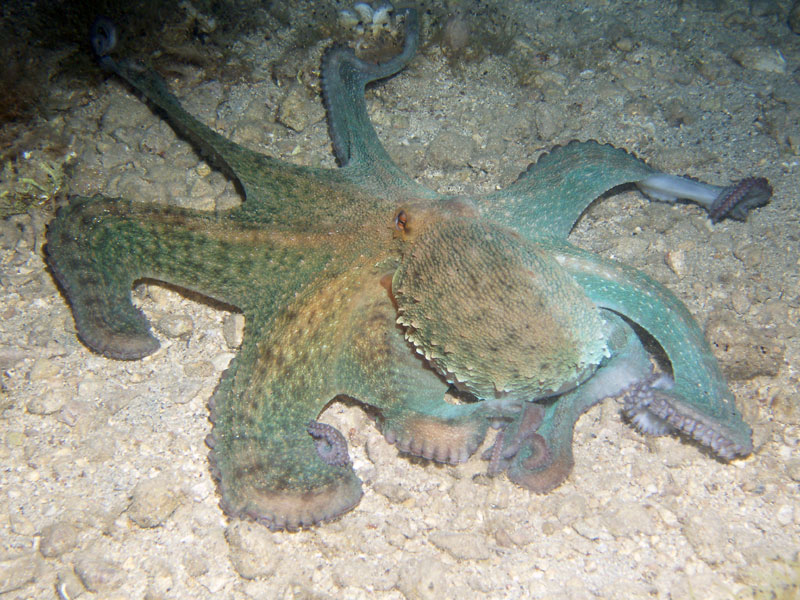 octopus vulgaris - ośmiornica zwyczajna