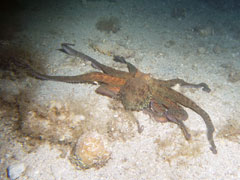 octopus vulgaris - ośmiornica zwyczajna
