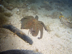 octopus vulgaris - ośmiornica zwyczajna