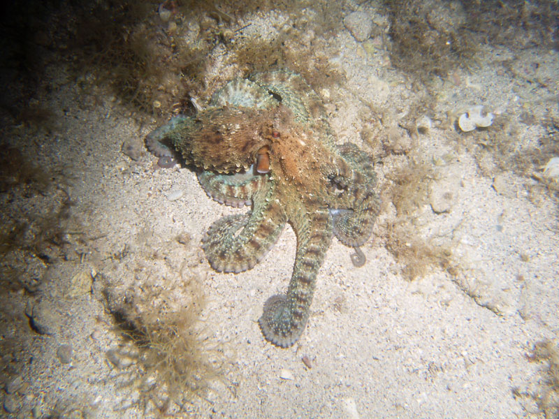 octopus vulgaris - ośmiornica zwyczajna