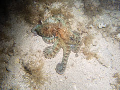 octopus vulgaris - ośmiornica zwyczajna