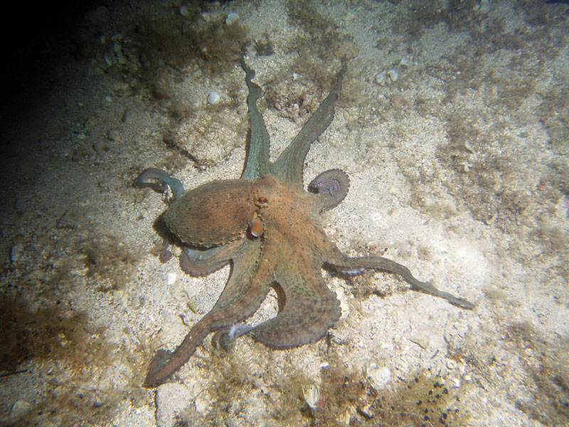 octopus vulgaris - ośmiornica zwyczajna