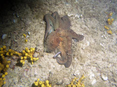 octopus vulgaris - ośmiornica zwyczajna