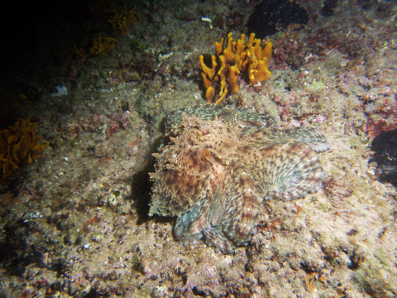 octopus vulgaris - ośmiornica zwyczajna