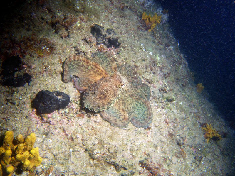 octopus vulgaris - ośmiornica zwyczajna