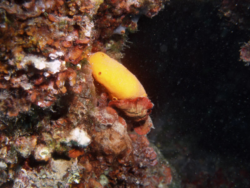 niezidentyfikowana gąbka
