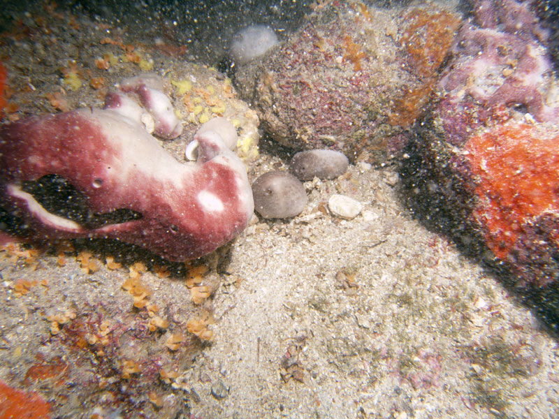 niezidentyfikowana gąbka