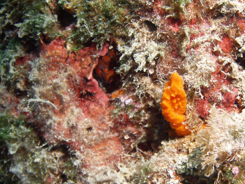 niezidentyfikowana gąbka