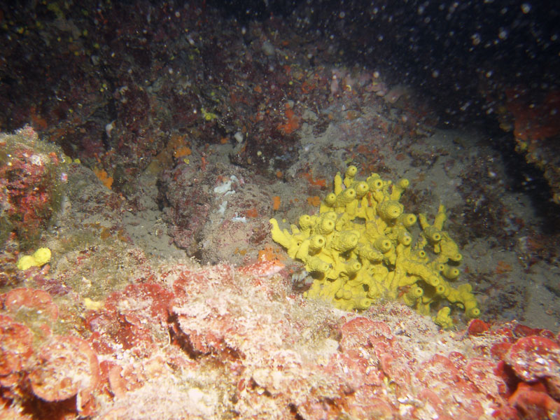 aplysina aerophoba (syn. verongia aerophoba)