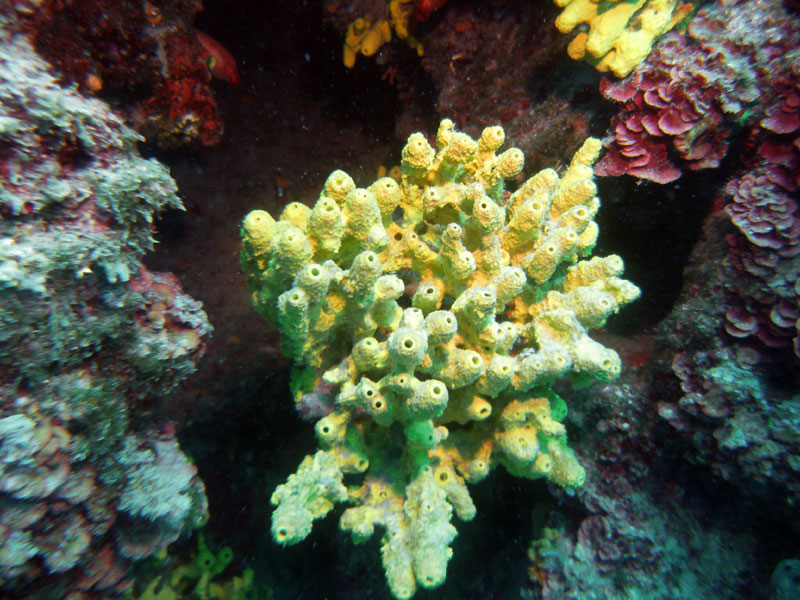 aplysina aerophoba (syn. verongia aerophoba)