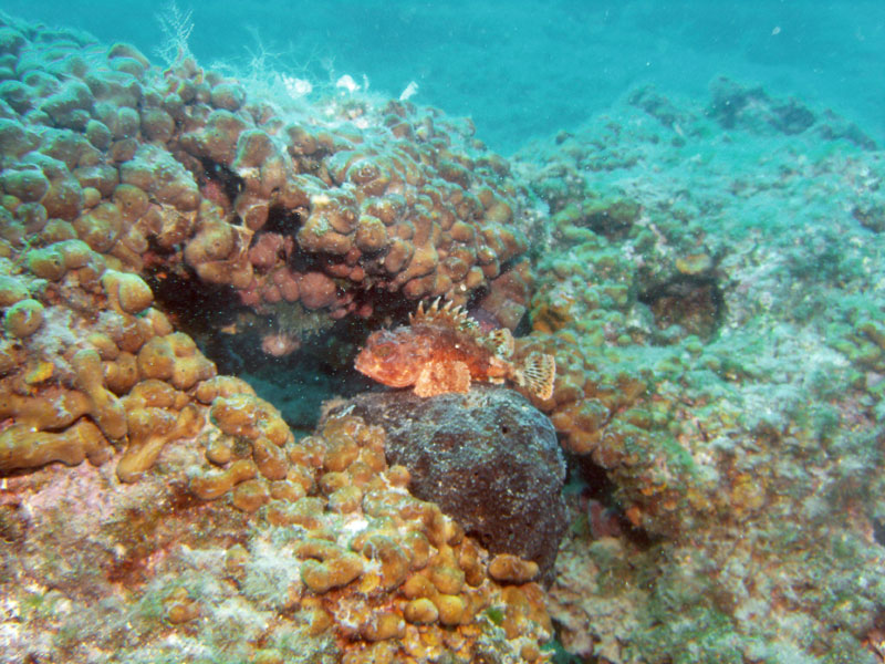 chondrosia reniformis