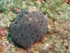 spongia officinalis - gąbka szlachetna