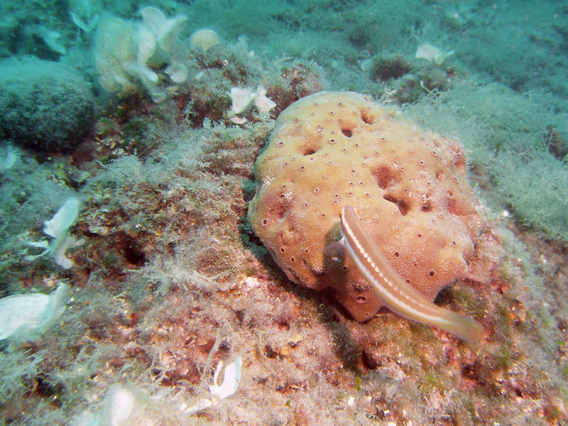 spongia officinalis - gąbka szlachetna